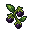 Belladonna